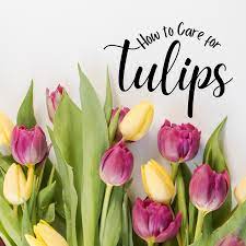 Planting a Tulip is Best Planted 6 Inches Deep Quote