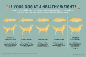 How to Keep Your Dog On Weight