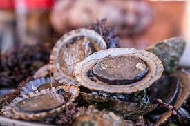 The shells of Miyagi oysters have a beautiful spiral shape.