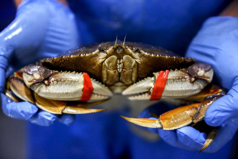 Why are Dungeness crab prices so high?