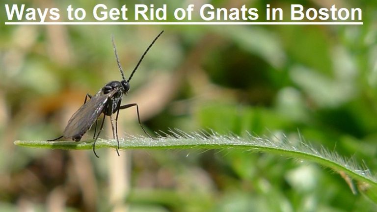 Ways to Get Rid of Gnats in Boston